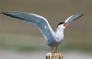 Screaming: Common Tern - screaming with open wings