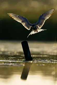 Alighting: Common Tern - Silhouette of bird with wings open