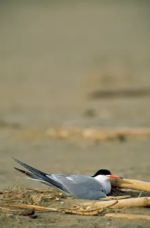 Fangar: Common Tern - sitting on the eggs at the sandy