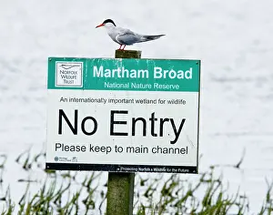 Entry: Common Tern - sitting on Nature Reserve 'No Entry' sign