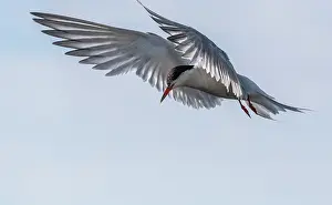 Hanging: Common tern, Sterna hirundo in flight during breeding