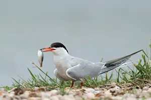 Sterna: Common Tern (Sterna hirundo) on the ground with