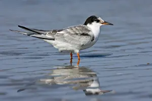 Sterna: Common Tern (Sterna hirundo) juvenile in shallo