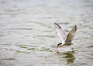 Takes: Common tern takes fish