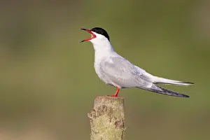 Whilst: Common Tern - side view of bird calling whilst