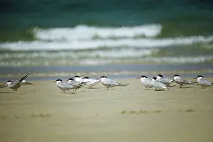 J Laurie: Common Terns - with 2 Roseate Terns