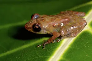 Eleutherodactylus: Common tink frog