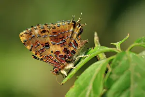 Tinsel: Common Tinsel Butterfly