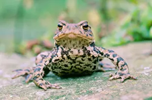 COMMON TOAD