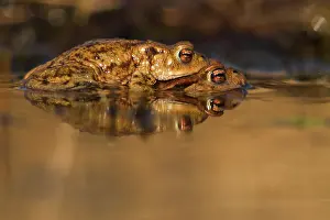 Copula: Common Toad