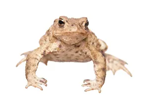 Arnhem: Common Toad