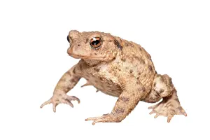 Arnhem: Common Toad