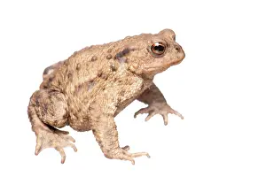 Arnhem: Common Toad