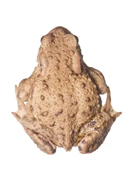 Arnhem: Common Toad