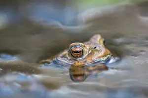 Brand: Common Toad