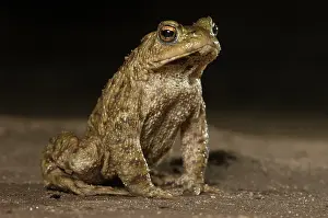 Lurch: Common Toad