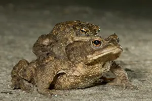 Copula: Common Toad