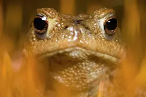 Froschlurch: Common Toad