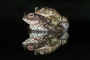 Amplexus: Common Toad