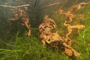 Copula: Common Toad