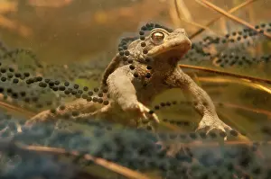 Lente: Common Toad