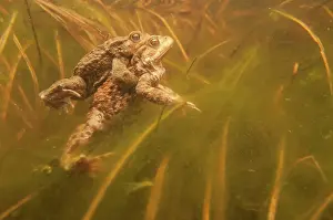 Copula: Common Toad