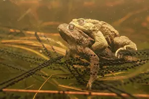 Copula: Common Toad