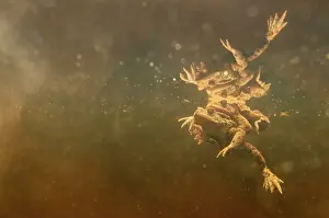 Copula: Common Toad