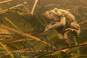 Copula: Common Toad