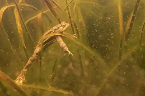 Geldersch: Common Toad