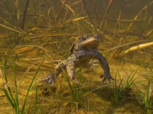 Duinreservaat: Common Toad