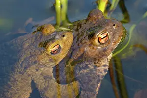 Kampen: Common Toad