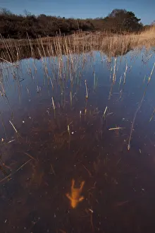 Duinreservaat: Common Toad