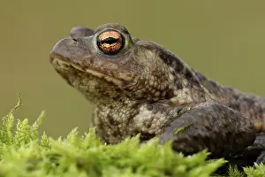 Bufonidae: Common Toad
