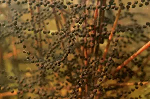 Spawn: Common Toad