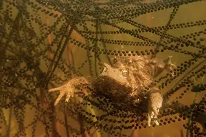 Spawn: Common Toad