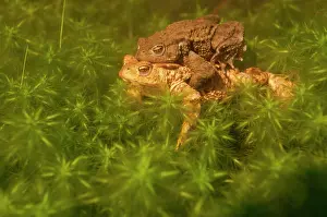 Spawning: Common Toad