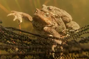 Spawn: Common Toad