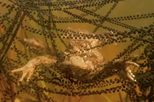 Spawn: Common Toad