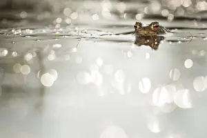 Nationaal: Common Toad