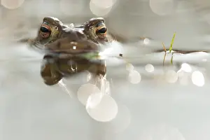 Nationaal: Common Toad