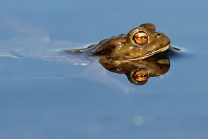 Blooded: Common Toad