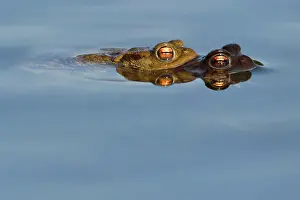 Blooded: Common Toad