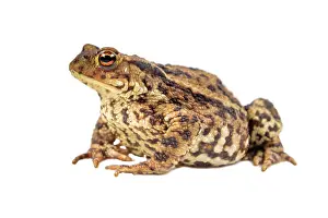 Groningen: Common Toad
