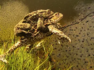Spawn: Common Toad