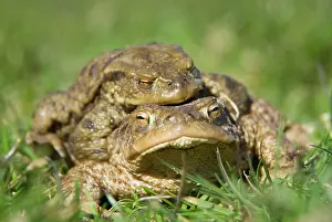 Embrace: Common Toad