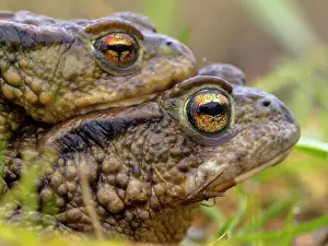 Copula: Common Toad