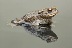 Bufo: Common Toad
