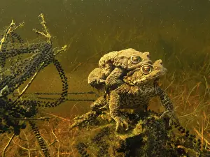Spawn: Common Toad