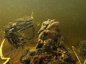 Spawn: Common Toad